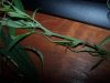 100_2736.jpg 100_2736.jpg