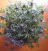 110517 LSD ph 1 ScrOG A.jpg