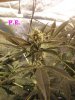 100_2743.jpg