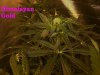 100_2769.jpg