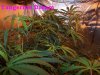 100_2746.jpg