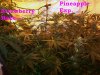 100_2766.jpg