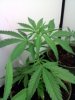 20110516221242.jpg 20110516221242.jpg