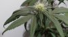 5-17 DX bud 3.jpg