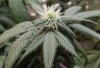 5-17 DX bud 2.jpg