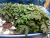 2011-05-17 17.39.49.jpg