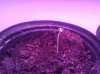 IMG_20110518_061650.jpg