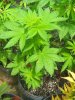 White Widow.jpg