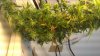 Same plant couple of days on but wayyy closer to light.jpg Same plant couple of days on but wayyy closer to light.jpg