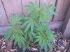 05-18-11_1620.jpg