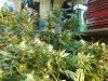 grow 2011 027.jpg grow 2011 027.jpg