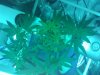IMG_20110520_180937.jpg