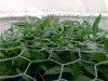 SCROG 7 weeks.jpg