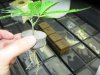 plants 054.jpg