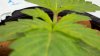 mmj 035.jpg mmj 035.jpg