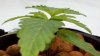 mmj 038.jpg
