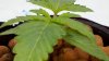 mmj 037.jpg mmj 037.jpg