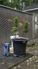 plant1.jpg
