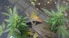 plant3.jpg