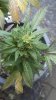 plant2.jpg