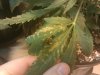 plant1.jpg plant1.jpg