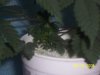 100_2981.jpg