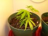 plant2.jpg