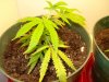 plant6.jpg
