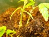 plant7.jpg