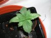 plants 015.jpg plants 015.jpg
