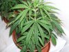 plants 011.jpg plants 011.jpg