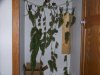 harvest 014.jpg