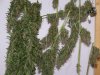 harvest 015.jpg