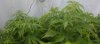 weed 10.jpg