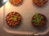 IMG_20110525_060741.jpg