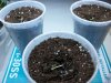 tgaseeds1.jpg