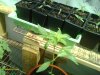 bigbud 011.jpg