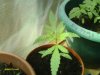 bigbud 012.jpg