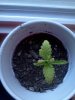 IMG_20110525_191220.jpg