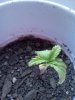 IMG_20110525_191036.jpg