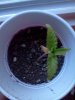IMG_20110525_190909.jpg