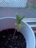 IMG_20110525_190839.jpg