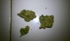 George Kush.jpg