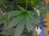 2011-05-25 18.39.39.jpg 2011-05-25 18.39.39.jpg