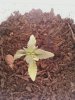 17- day old fast bud.jpg