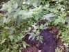 IMG_20110524_185730.jpg