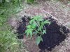 IMG_20110524_185455.jpg
