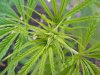 2011 grow 054.jpg
