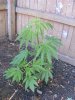 2011 grow 052.jpg