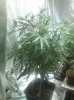 DSC00554.JPG